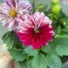 wildflower11